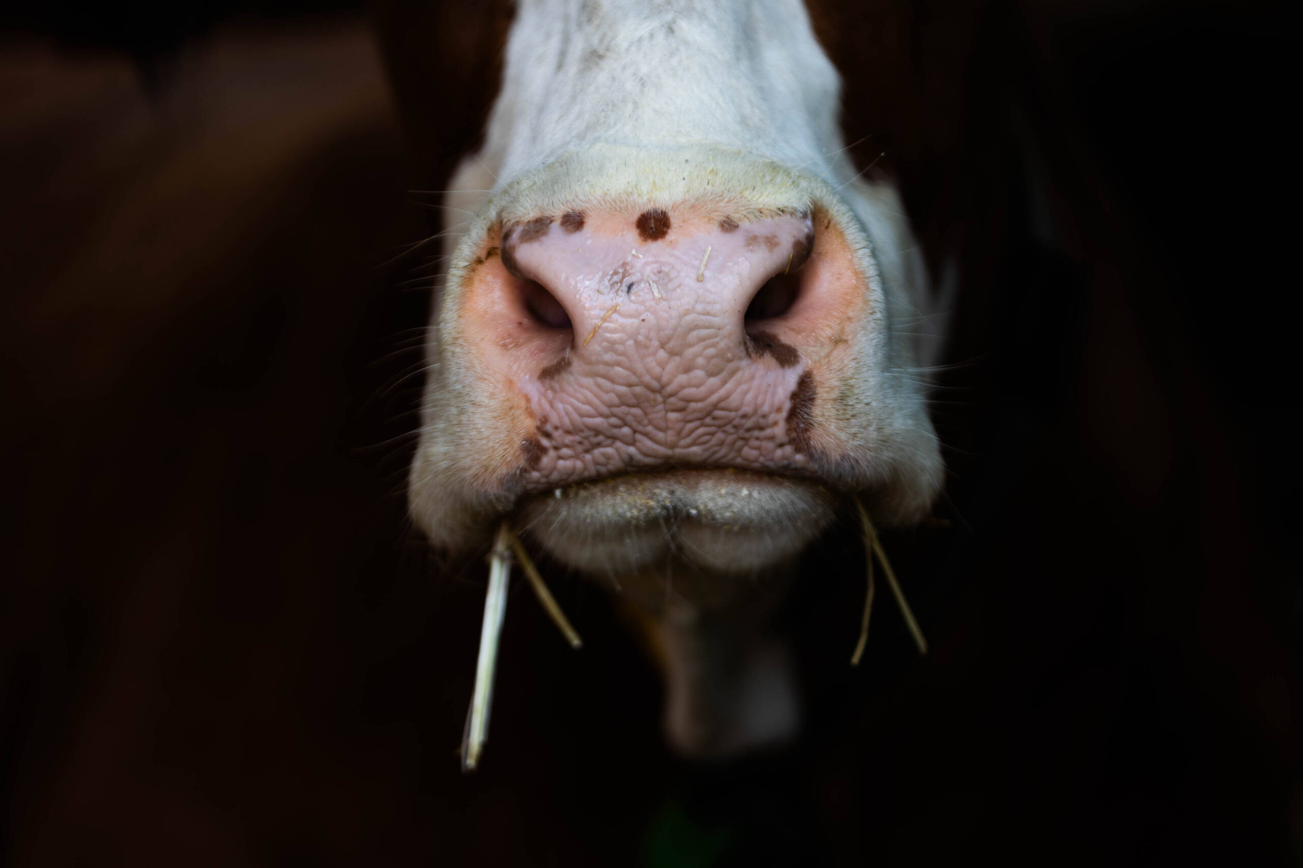 Molkerei – Kuah auf da Spur